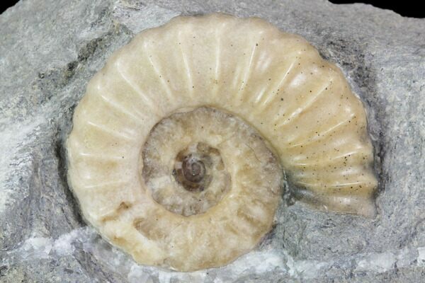 An agatized fossil ammonite from Dorset, England.